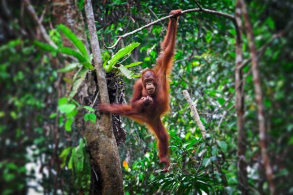 Vakantiebestemming Indonesië